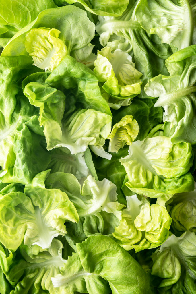 what is butter lettuce